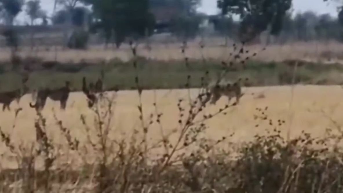 कूनो नेशनल पार्क से शिवपुरी पहुंचा पांच चीतों का झुंड: ग्रामीणों में तानपुर गांव में देखकर बनाया वीडियो, वन विभाग कर रहा निगरानी / Shivpuri News news image