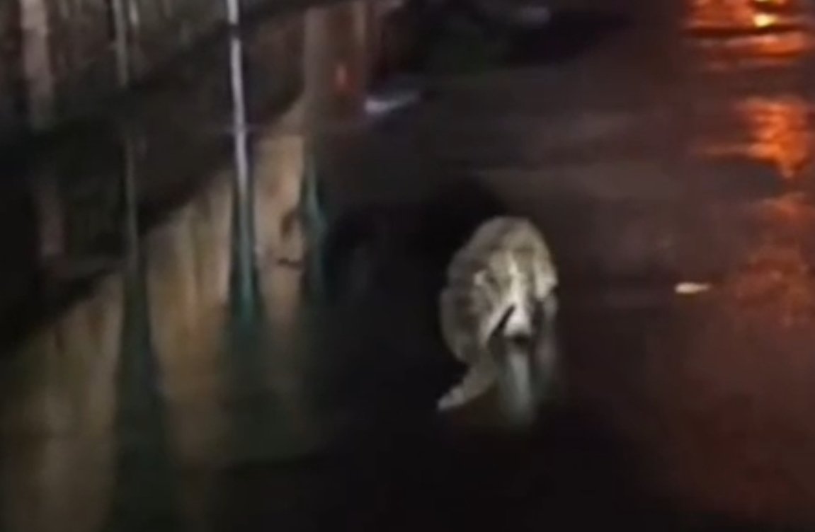 शिवपुरी में सड़क पर घूमते दिखे दो मगरमच्छ, जाली लगी होने के बावजूद नाले से  निकले, बर्फ फैक्ट्री के पास टहलते नजर आए / Shivpuri News - Fast Samachar -  Sabse Pahle