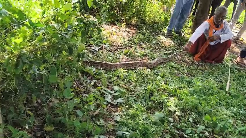 बदरवास में विशाल अजगर ने निगला नीलगाय का बच्चा, ग्रामीणों ने जान जोखिम में डालकर किया रेस्क्यू / Shivpuri News